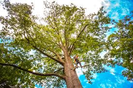 How Our Tree Care Process Works  in  Bluffdale, UT