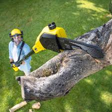 How Our Tree Care Process Works  in  Bluffdale, UT