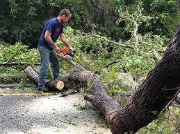 Best Root Management and Removal  in Bluffdale, UT