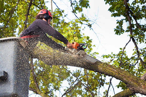 Best Emergency Tree Removal  in Bluffdale, UT